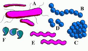 Bacteriën Eencellig +/- een duizendste millimeter 4 hoofdvormen op uiterlijk: spiraalvormig (beweeglijk); staafvormig A (soms beweeglijk dankzij de aanwezige