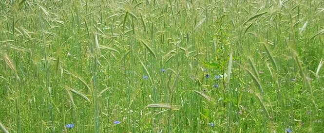 soortenrijk grasland de meest kansrijke locaties te selecteren. De graslanden zijn kleinschalig en versterken het systeem van natte en droge dooradering.
