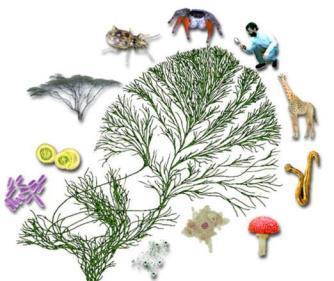 Biologie Wil jij je verdiepen in hoe levende organismen en biologische processen werken?