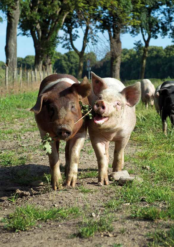 VARKENSVLEES Wie van zacht, eerlijk en ambachtelijk scharrelvarkensvlees houdt, kiest voor Livar. Nu ook verkrijgbaar bij Hoeve Ravenstein, samen met ander eerlijk varkensvlees van de beste kwaliteit.