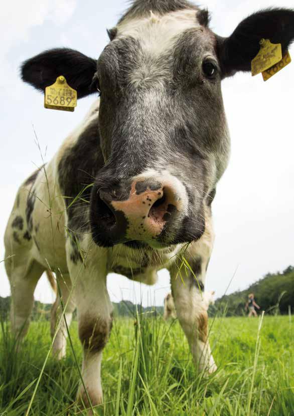 RUNDVLEES VAN HOEVE RAVENSTEIN Ons rundvlees van het luxe ras Belgisch Witblauw is afkomstig uit onze eigen veehouderij.