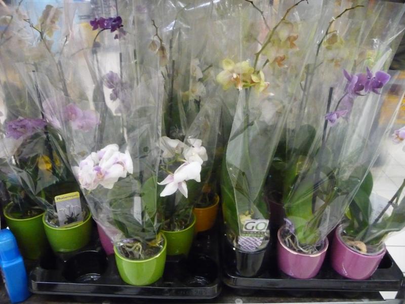 Veel Orchideeën met toegevoegde waarde in het