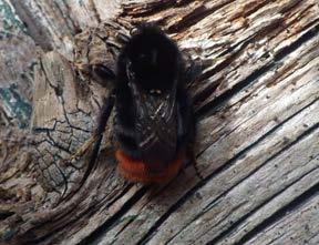 4. 1 Steenhommel Bombus