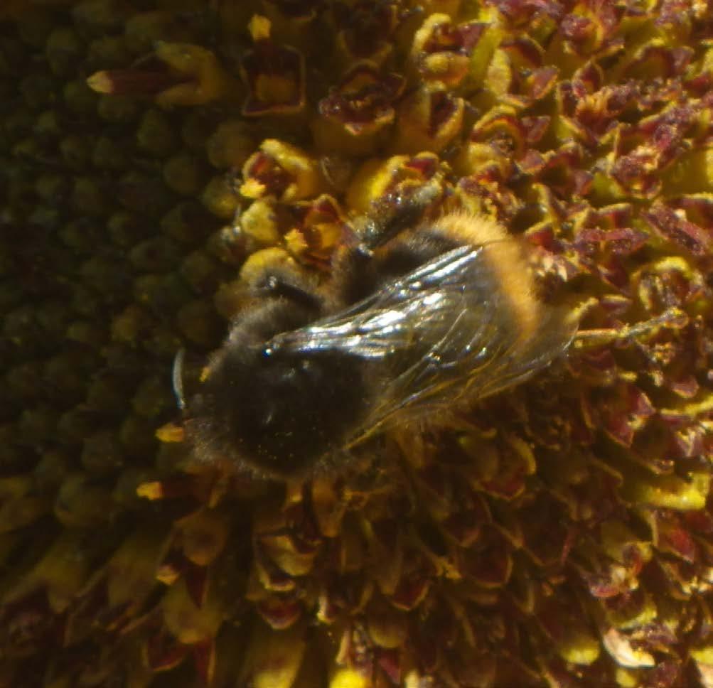 Bijen- en insectengidsje