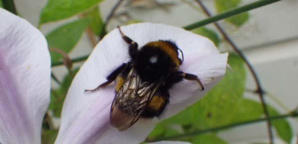 insectengidsje van Delfste tuinen S.