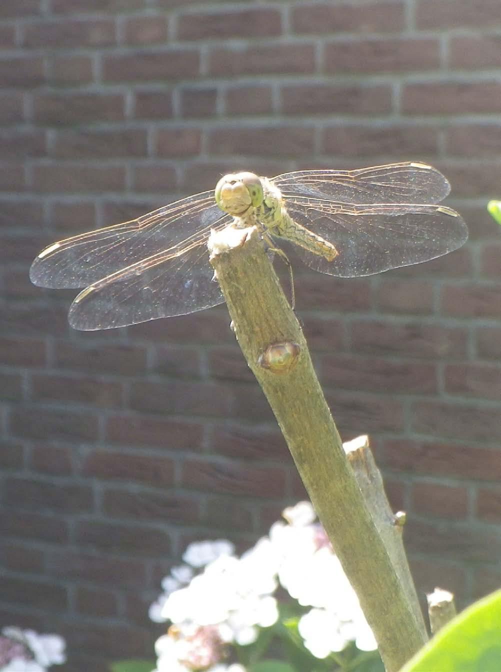 insectengidsje van Delfste