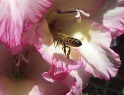 Honingbijen foerageren op een groot