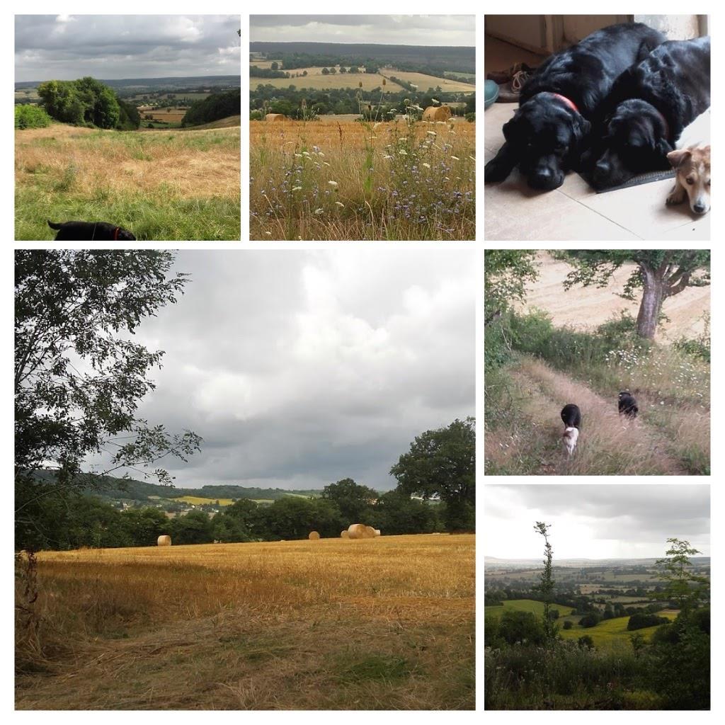 De honden en ik genieten ervan dat het weer een beetje koeler is om weer eens een lekkere lange wandeling te maken. We steken de heuvelrug over naar Laurent. Een leuke wandeling met fraaie uitzichten.