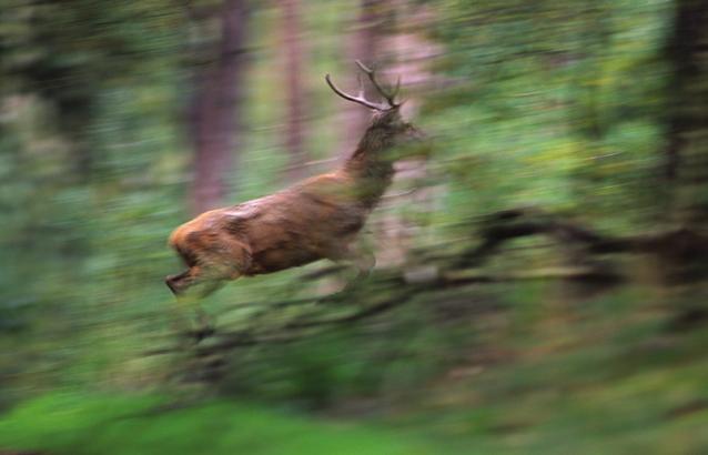 Ontwikkeling van edelherten, damherten en reeën in het experiment jachtvrij Deelerwoud Foto s Lars Soerink Frank van Belle In 2001 stopte Natuurmonumenten bij wijze van experiment met het afschot van