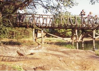 Zo kan je op de rug van een olifant xitten, of een jeep safari nemen. Kwena Gardens Kwena gardens is een groot krokodillen oord, dat word bewoond door een grote groep zoutwater krokodillen.