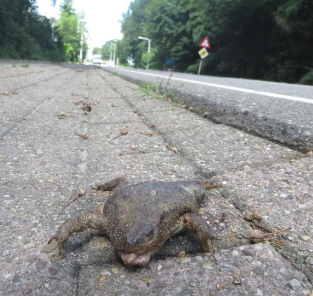 Seizoenspatronen Aantal per km per jaar 1, 1 0,8 0,6 0, 0, Vogels Zoogdieren