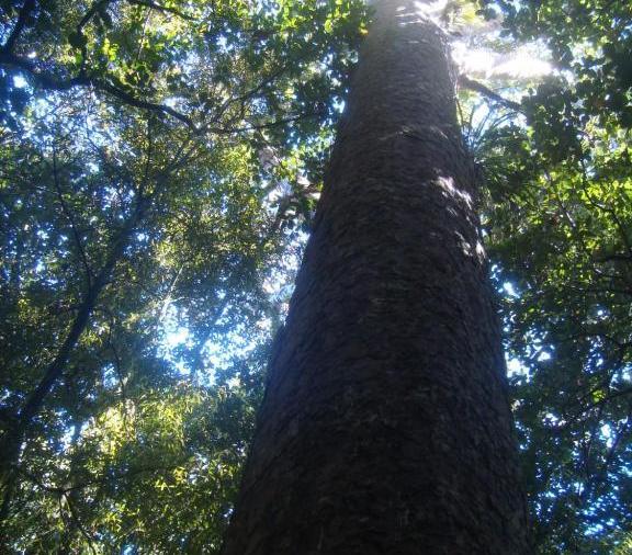 Waipoua Forest Het Waipoua Forest is het grootste overgebleven inheemse bos van het Northland.