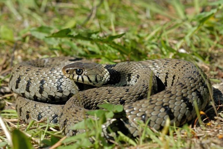 Al zestig keer waargenomen in het Brussels Gewest: de zeldzame ringslang, een van de drie inheemse soorten slangen in België, naast de giftige gewone adder en de niet-giftige gladde slang.