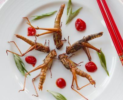 Zo op het bord verschillen ze niet veel van de garnalen die wij weer graag eten. 'Zingende zagen?' Mannetjes lokken vrouwtjes met hun 'gezang'.