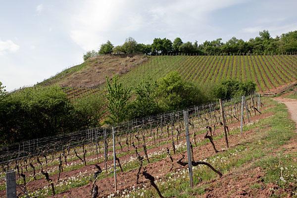 Antony lid van de VDP en in 2006 werd het befaamde biologische wijngoed Heyl zu Herrnsheim overgenomen. Bedrijfsleider en wijnmaker van beide bedrijven is Felix Peters. De legendarische Dr.