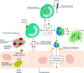 Sepsis - pathogenese Verhoogde adhesie leucocyten Procoagulante staat (DIS) Vasodilatatie Verlies barriere functie -> oedeem - Verhoogde permeabiliteit darmepitheel - Translocatie -> systemische