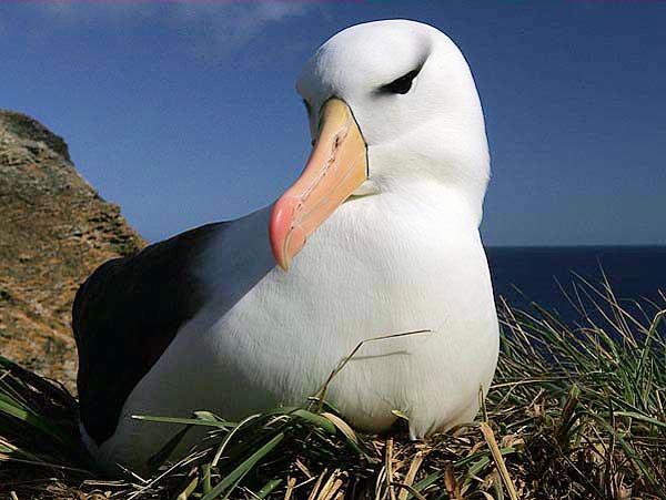 er 3 dagen geleden orka s waren gezien. Even verderop is de plek waar de meeste pinguïns aan land komen en als ik een orka zou zijn, zou ik daar lekker op de loer gaan liggen.