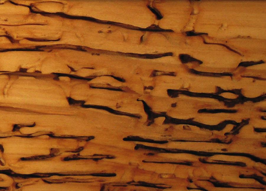 hout Andere houtsoort Andere houtsoort Andere houtsoort BESTENDIGHEIDSTEST TEGEN COPTOTERMES FORMOSANUS (TERMIETENSOORT) LSU Coptotermes formosanus, beter bekend als formosaanse termieten,