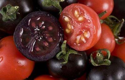 Nieuwe paarse tomaat is extra gezond 26/10/08, 11u12, De Morgen Britse wetenschappers en collega's uit het Nederlandse Wageningen hebben een nieuwe, paarsgekleurde tomaat ontwikkeld.