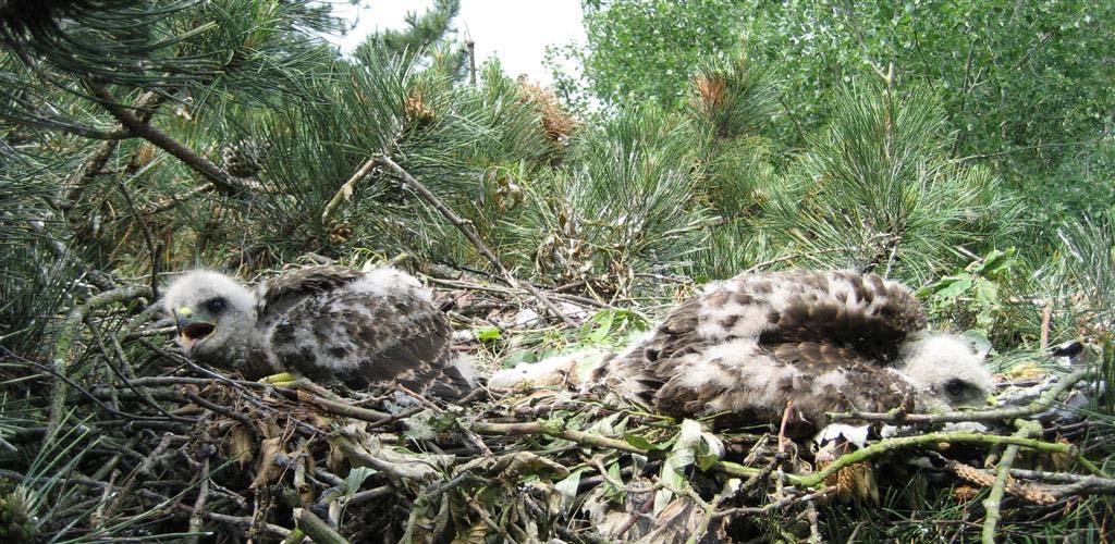 8.4 Buizerd Buteo buteo Van de 185 in 2007 opgespoorde broedparen werd bij 152 ook het nest gecontroleerd. De populatie wordt geschat op 225-280 paren. Het aantal neemt nog steeds toe (figuur 12).