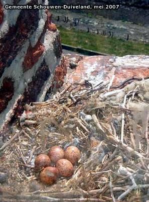 Uit jaarlijkse inventarisaties van geheel Midden Zeeuws-Vlaanderen blijkt dat de 600 nest terr min max 500 variatie tussen de jaren groter is dan de geschatte aantallen doen vermoeden 400 (vergelijk