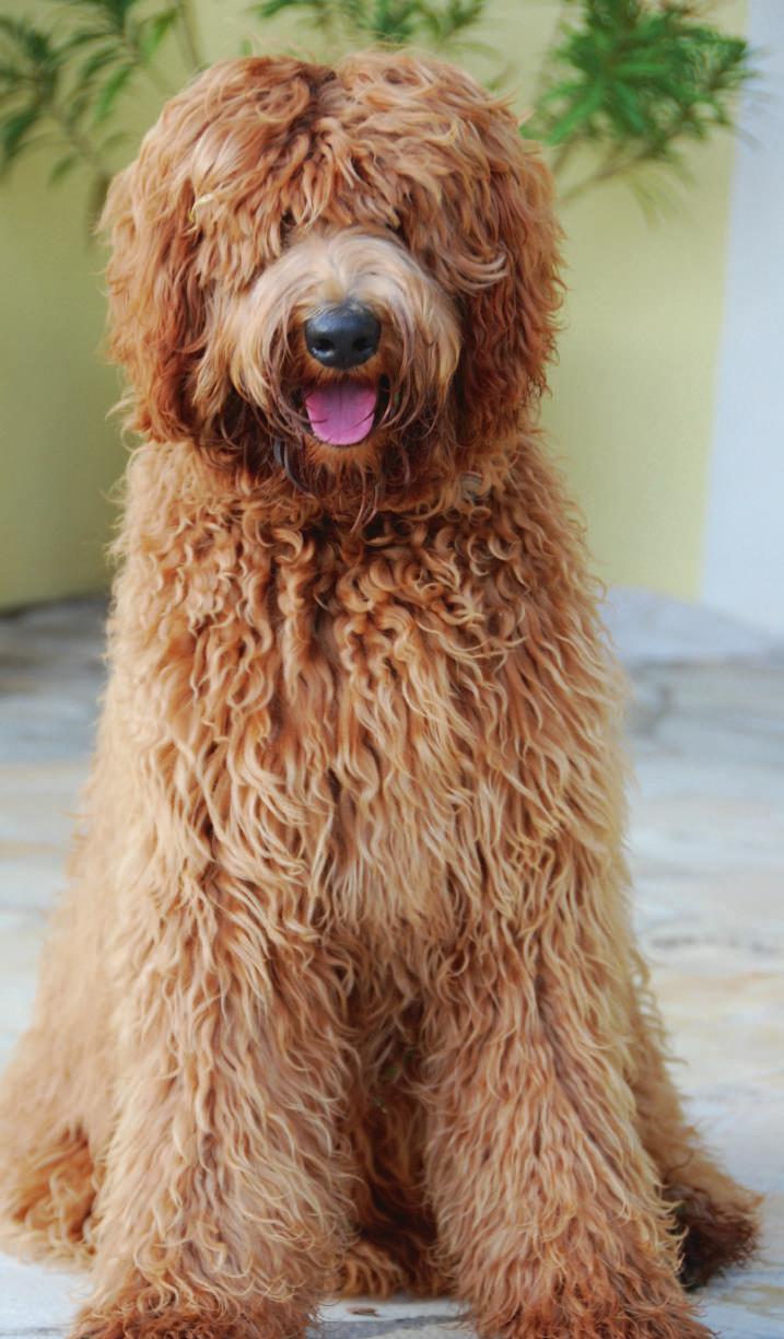 De oorsprong was dus weliswaar een kruising van een poedel en een labrador retriever maar door het gebruik van infusions werd het een Australian labradoodle.