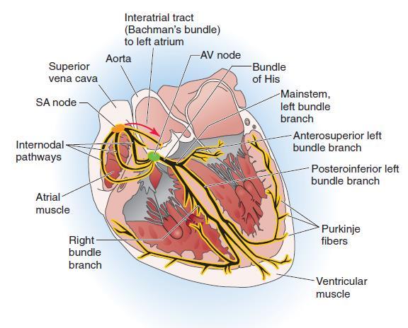 Hoofdstuk 1: Electrofysiologie van het hart Chapter 21, blz. 504 t/m 528: Cardiac electrophysiology and the electrocardiogram Het bestaat uit een hoop verschillende cellen, met elk een eigen functie.
