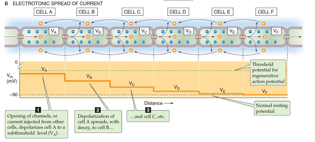 Hierdoor zal er positieve stroom vanuit cel A naar cel B gaan, en cel B depolariseren. Cel B depolariseert dan naar V B, depolariseert cel C, enzovoort.