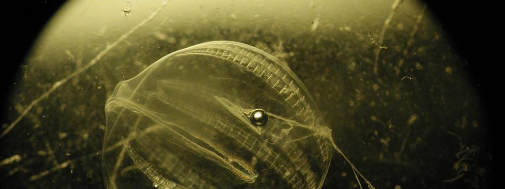 Het zeedruifje Pleurobrachia pileus Het zeedruifje heeft een doorzichtig, rond tot ovaal, lichaam met een lengte tot 2.5 cm.