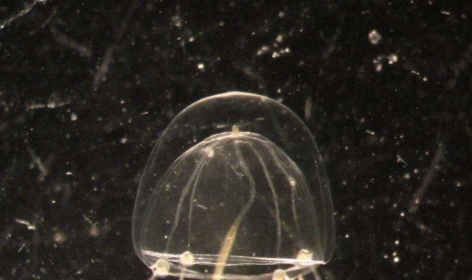 Hydromedusen Hydromedusen (Klasse Hydrozoa) zijn het pelagisch stadium van hydroïdpoliepen. Het vastzittende poliepstadium duurt langer dan het pelagische meduse-stadium.