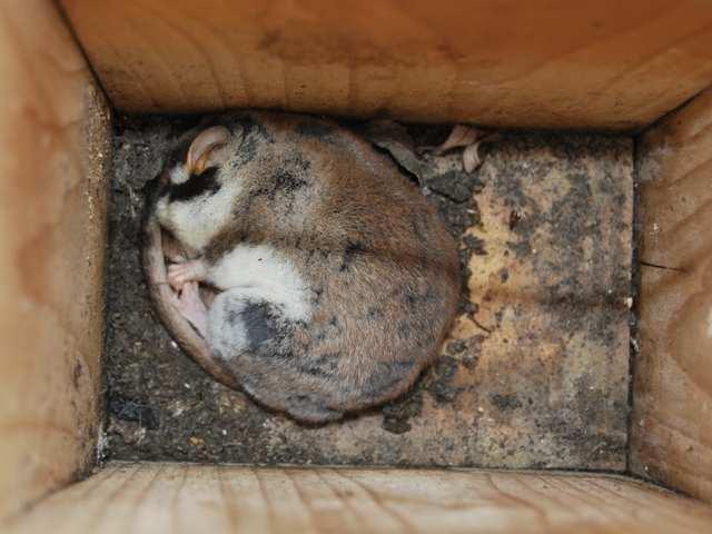 - De zekerheid bestaat dat de grootte van de ingangsopening, of een tak al dan niet aanwezig is nabij de opening, de oriëntering van de nestkast en de aard van de schors van de bomen (ruw of effen)