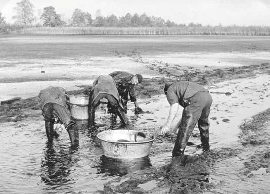 De karpers uit de kwekerij werden gevangen door het water af te laten. Het transport van karper in de jaren vijftig van de vorige eeuw.