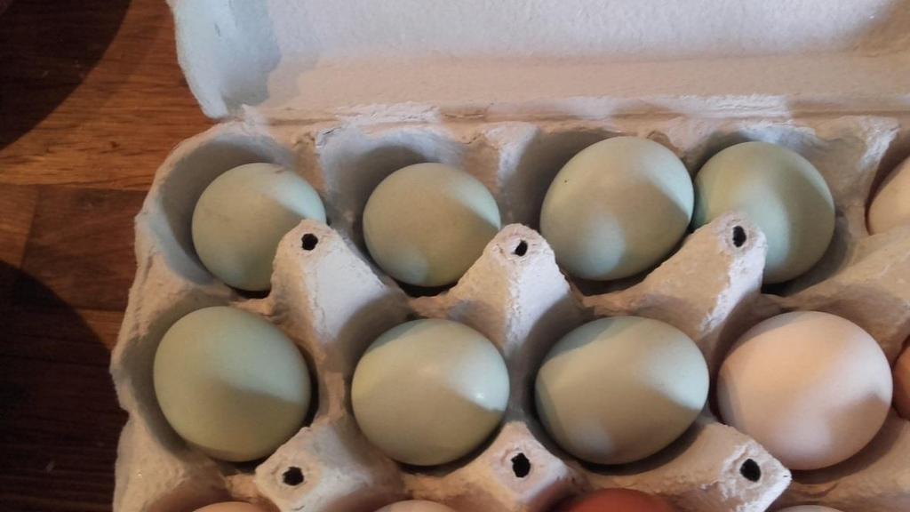 De trucs worden groot meisje. De eerste groene eieren worden gelegd en meteen zijn ze niet meer te stuiten. Voor we het weten hebben we alweer 10 groene eieren.