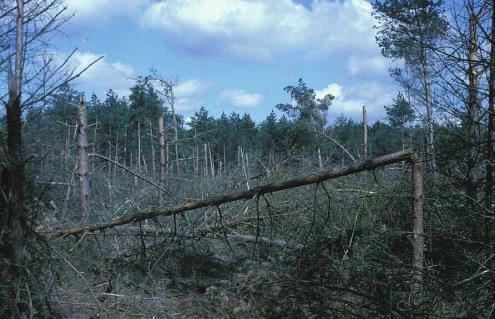 Sovon-rapport 2016/25 Perceel grove dennen in de Wildernissen, ruim een jaar na januaristormen in 1990.