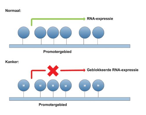 6 Figuur 1. Transcriptie van een tumorsuppressorgen wordt geblokkeerd door hyper methylatie van het promotergebied. RNA=ribonucleïnezuur.