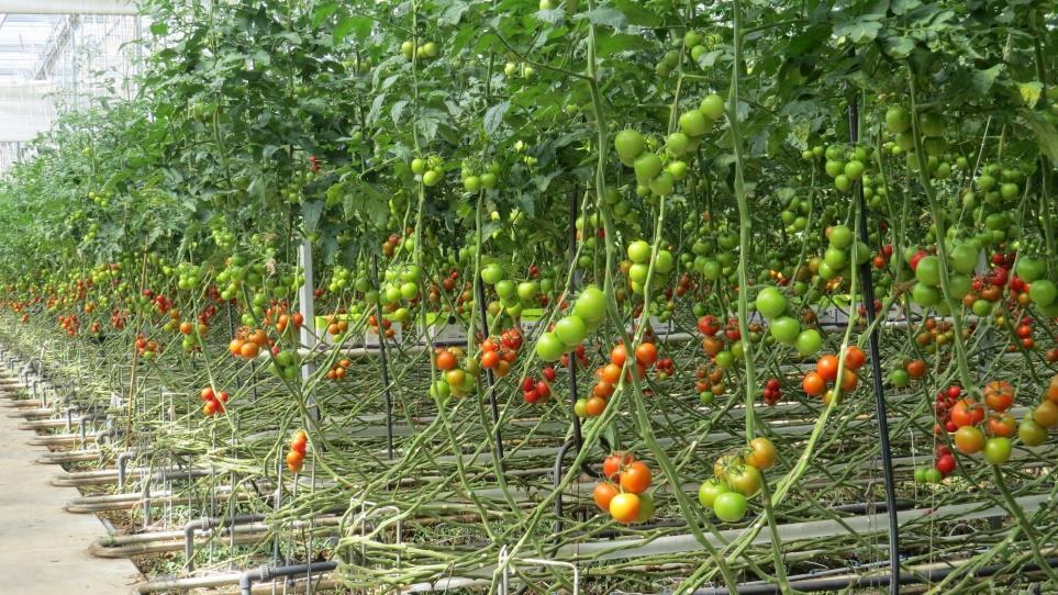 Domesticatie heeft met zich meegebracht dat de mens het dier en de plant verandert in hun natuurlijk gedrag en hen dwingt om zich zo te ontwikkelen dat zij maximaal nut opleveren