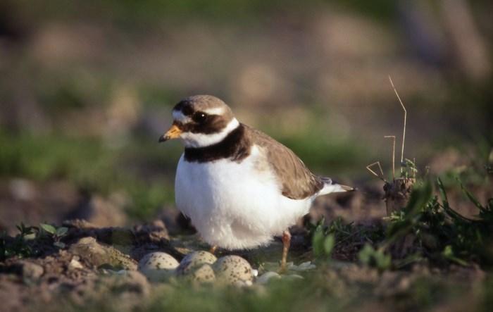 De waarde van deze gebieden zal de komende jaren steeds belangrijker worden door een toenemende biodiversiteit en een groeiend aantal internationaal belangrijke soorten dat zich hier weet te vestigen.