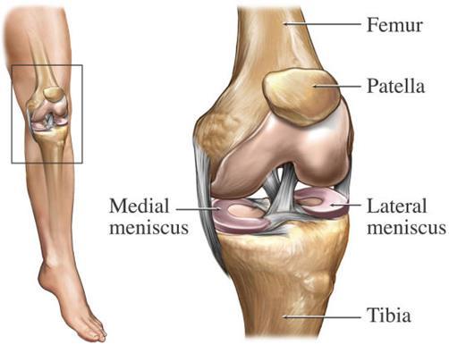 Dijbeen kruisbanden Knieschijf Kraakbeen Binnen meniscus Buiten meniscus Scheenbeen De voorste kruisband ligt midden in het kniegewricht en voorkomt dat het onderbeen tijdens lopen en draaibewegingen