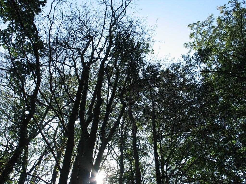 Foto 6: Vernatting van de zone langs de beek ter hoogte van Z1 begint te leiden tot het afsterven van een deel van de bomen langs de beek. 3.