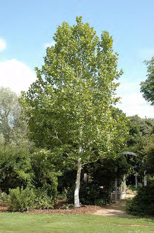 angustifolia raywood