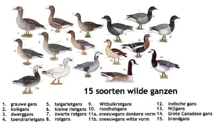 Hierbij een overzicht van alle ganzen die er tegenwoordig in Nederland zijn. Ik denk dat jullie wel verbaasd zullen zijn hoeveel soorten er zijn.