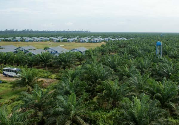 12 Halfjaarresultaten 2016 Pre-kwekerij voor palm - Indonesië Plantage met jonge palmen - Noord-Sumatra Trossen met rijpe en onrijpe vruchten Sagar Cements Telemond De geproduceerde volumes
