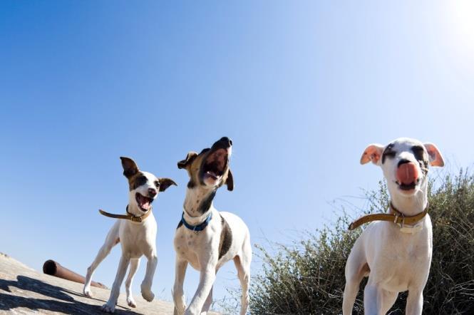 Mijn hond blaft naar visite, wat moet ik doen? Ondersteuning Adaptil is een middel dat de hond helpt om zich veilig te voelen. Het vermindert daardoor de angst.