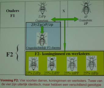Elke twee jaar vernieuwing van F1koninginnen. Voor een doorsneeamateur imker is kruisingsteelt niet uitvoerbaar en is geen optie voor het probleem voor het verbeteren van de bijenbestand.