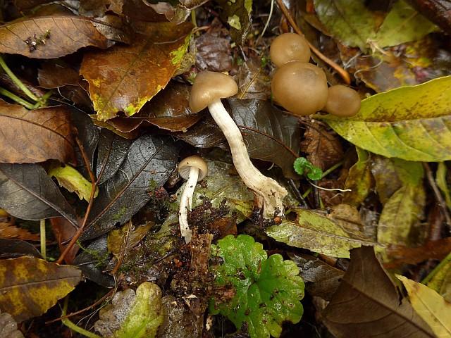 Het was al bekend: het was voor heel veel soorten paddenstoelen lange tijd veel te droog geweest; de reden dat 2016 een teleurstellend paddenstoelenseizoen kende.