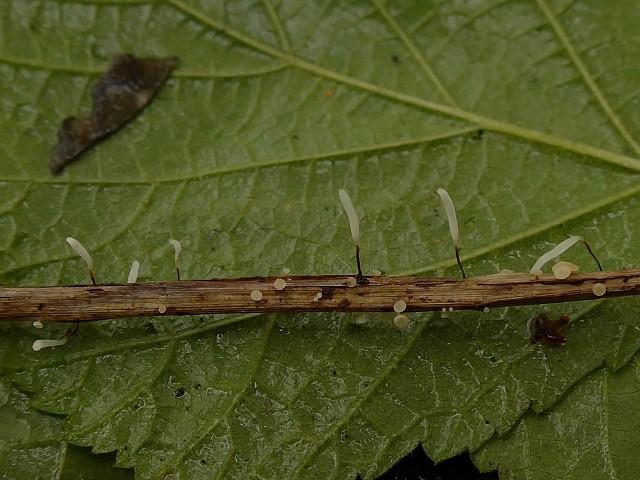 Het knotsje groeit vanuit een klein, roodbruin, linzenvormig knolletje en kan tot 3 cm hoog