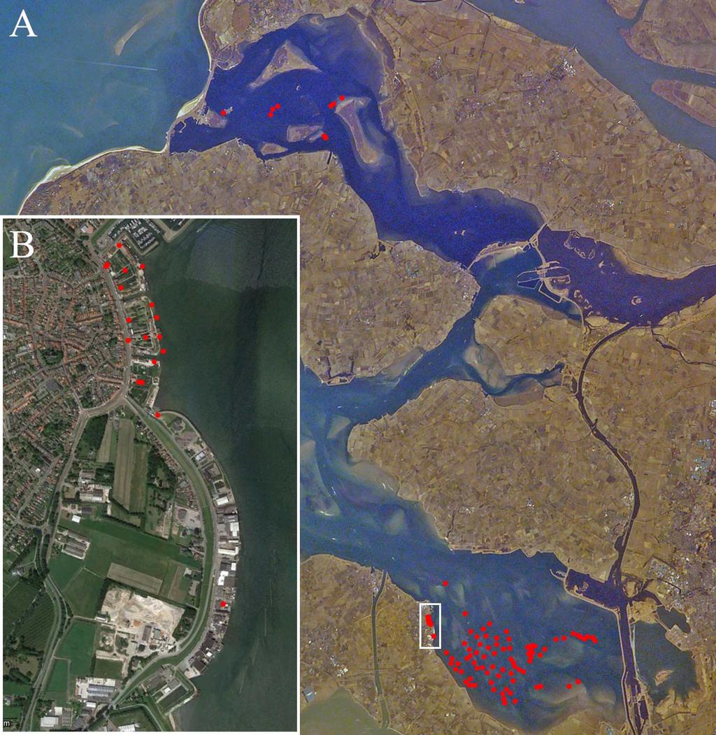 Soorteninventarisatie oesterputten en oesterpercelen, 2015 Fig. 6.