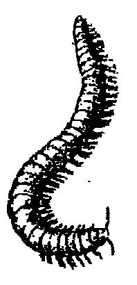 EGEL-VOEDSEL REGENWORMEN Regenwormen leven meestal in de grond.