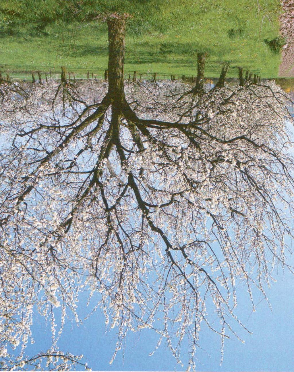 Pruimenbomen kunnen in vele vormen opgekweekt worden. Natuurlijk gevormde bomen, leibomen, waaiervormen, struik, halfstam. Vermijd wel zoveel mogelijk snoei aan dikke takken.