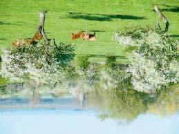 Opkweek van pruimenbomen vanaf het begin na het planten Willen we pruimenbomen vanaf het begin opkweken, beginnen we met het planten van een één of tweejarige boom.